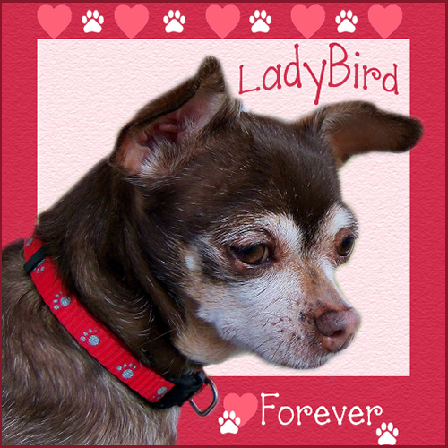 LadyBird, FOREVER