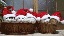 xmas kitties in baskets[1]