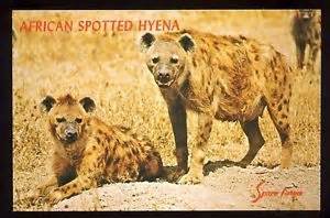 hyena troosevelt