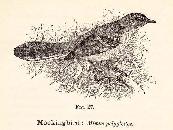 Mockingbird  cleveland coolidge