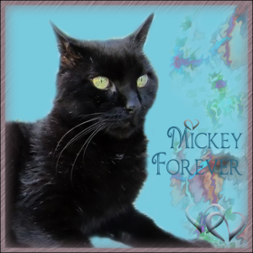 mickey-forever