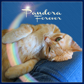 pandora-forever